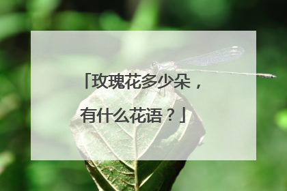玫瑰花多少朵,有什么花语?