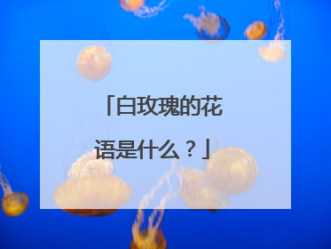 白玫瑰的花语是什么?