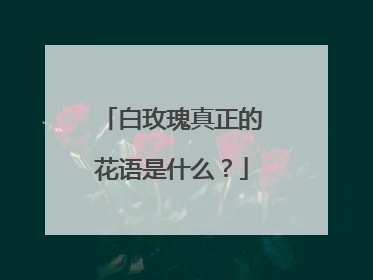 白玫瑰真正的花语是什么?