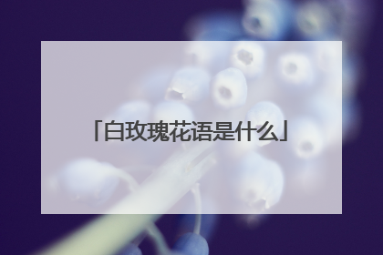 白玫瑰花语是什么