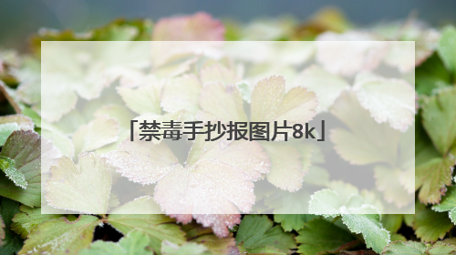 禁毒手抄报图片8k
