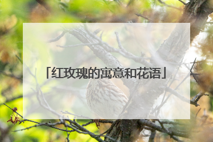 红玫瑰的寓意和花语