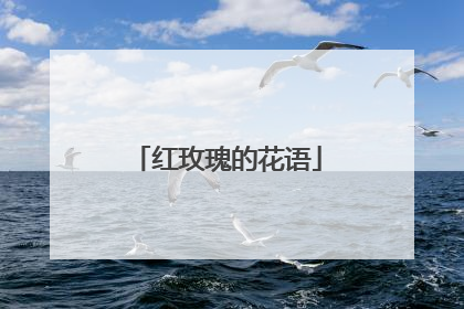 红玫瑰的花语
