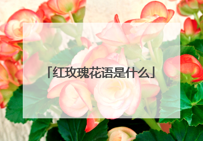 红玫瑰花语是什么