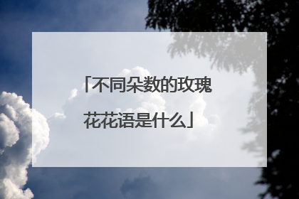 不同朵数的玫瑰花花语是什么