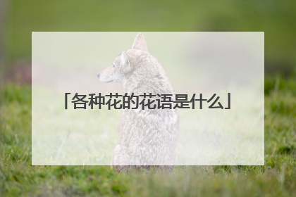 各种花的花语是什么