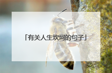 有关人生坎坷的句子