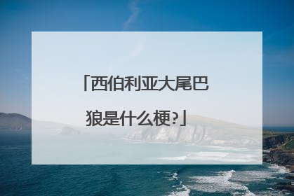 西伯利亚大尾巴狼是什么梗?