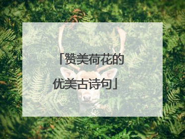 赞美荷花的优美古诗句