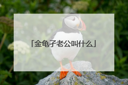 金龟孑老公叫什么