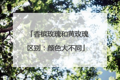 香槟玫瑰和黄玫瑰区别:颜色大不同