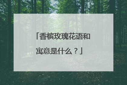 香槟玫瑰花语和寓意是什么?