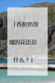 香槟色玫瑰的花语是什么?