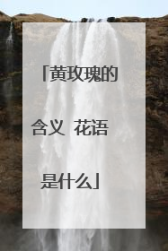 黄玫瑰的含义 花语是什么