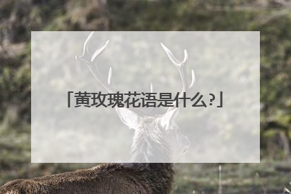 黄玫瑰花语是什么?